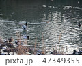 冬の公園の池で泳ぐ鴨 47349355