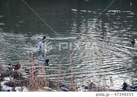 冬の公園の池で泳ぐ鴨 47349355