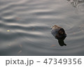 冬の公園の池で泳ぐ鴨 47349356