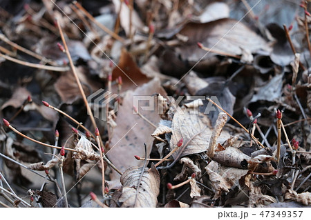 冬の公園の生垣の上に積もった落ち葉 47349357