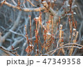 冬の公園の生垣の芽 47349358