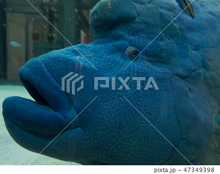 ナポレオン メガネモチノウオ 目 アップ 水槽 水族館 ナポレオン メガネモチノウオ 目 アップ 水槽 水族館 47349398