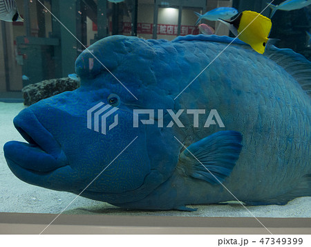 ナポレオン　メガネモチノウオ　目　アップ　水槽　水族館 47349399