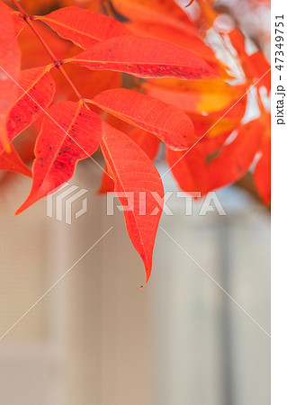 ハゼノキの紅葉 47349751