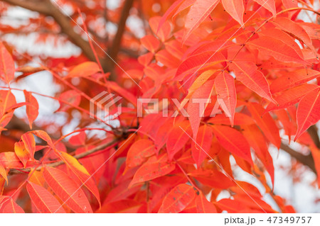 ハゼノキの紅葉 47349757