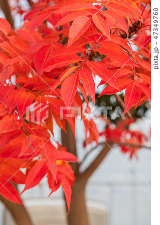 ハゼノキの紅葉 ハゼノキの紅葉 47349760