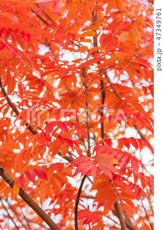 ハゼノキの紅葉 47349761