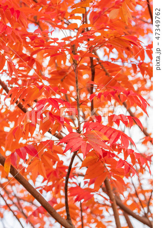 ハゼノキの紅葉 47349762