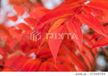 ハゼノキの紅葉 47349764