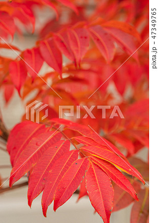 ハゼノキの紅葉 47349765