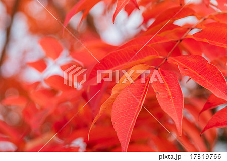 ハゼノキの紅葉 47349766