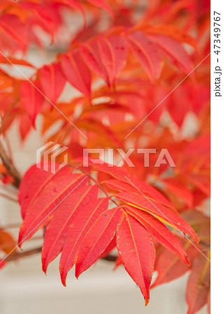 ハゼノキの紅葉 47349767