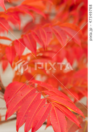 ハゼノキの紅葉 47349768