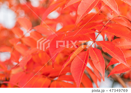 ハゼノキの紅葉 47349769