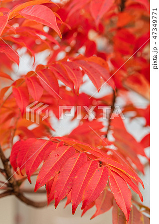 ハゼノキの紅葉 ハゼノキの紅葉 47349771