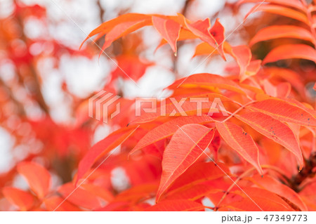ハゼノキの紅葉 ハゼノキの紅葉 47349773