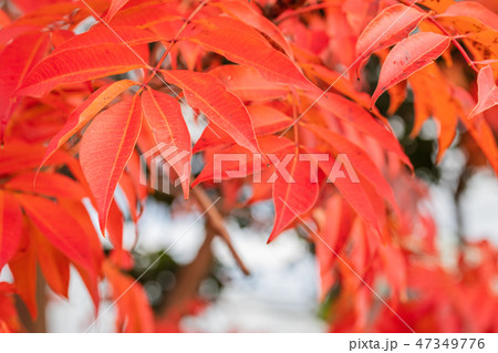 ハゼノキの紅葉 ハゼノキの紅葉 47349776