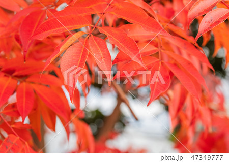 ハゼノキの紅葉 ハゼノキの紅葉 47349777