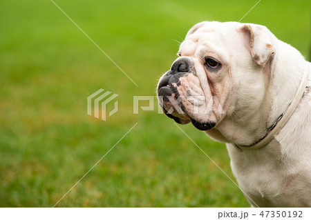 Portrait white dog with interesting eyes outdoors 47350192