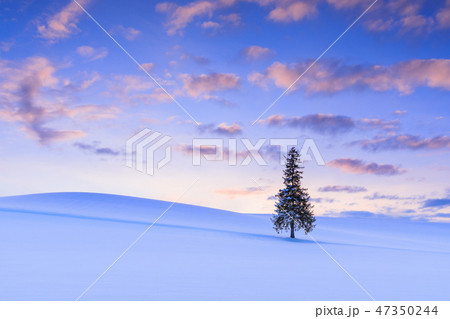 北海道_クリスマスツリーの木 北海道_クリスマスツリーの木 47350244