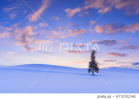北海道_クリスマスツリーの木 北海道_クリスマスツリーの木 47350246