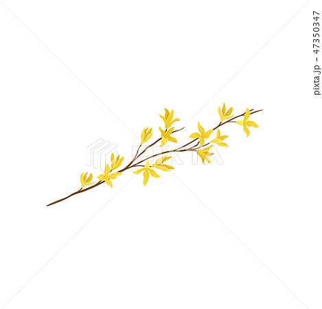 Small branch of forsythia tree with fresh yellow flowers. Spring season. Detailed flat vector design 47350347