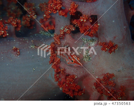 クダゴンベ 47350563