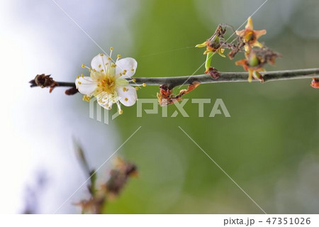 花 フラワー お花 47351026