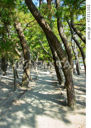 鹿児島県姶良市の重富海水浴場　国立公園　重富海岸　松林 47351102