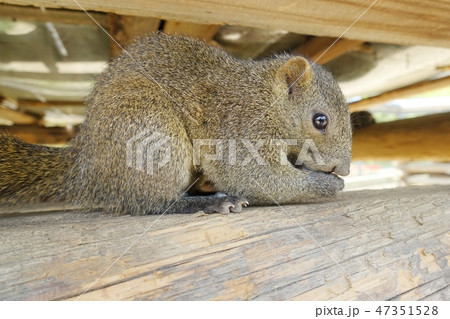 ふれあいの里のリス園でくつろぐリス 47351528