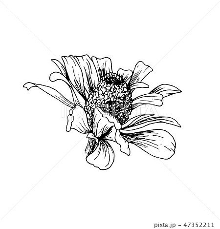 Hand-drawn Helenium Autumnale Flower Sketch. Isolated Vector Design Element for Engraving or Etching Hand-drawn Helenium Autumnale Flower Sketch. Isolated Vector Design Element for Engraving or Etching 47352211