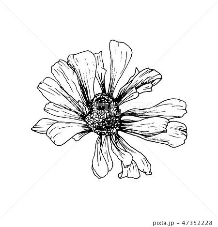 Hand-drawn Helenium Autumnale Flower Sketch. Isolated Vector Design Element for Engraving or Etching Hand-drawn Helenium Autumnale Flower Sketch. Isolated Vector Design Element for Engraving or Etching 47352228