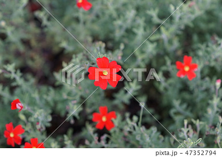 サンブリテニア スカーレット 花言葉は 純愛 の写真素材