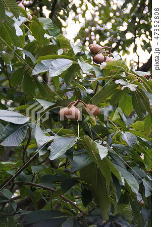 栃の木の実 47352808