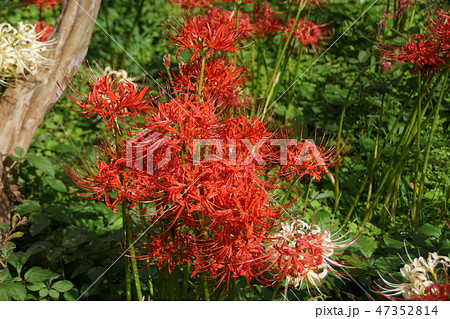 彼岸花 曼珠沙華 花言葉は「また会う日を楽しみに」 彼岸花 曼珠沙華 花言葉は「また会う日を楽しみに」 47352814