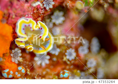 アカテンイロウミウシ アカテンイロウミウシ 47353264