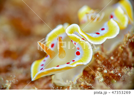 アカテンイロウミウシ アカテンイロウミウシ 47353269