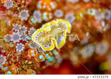 アカテンイロウミウシ アカテンイロウミウシ 47353279