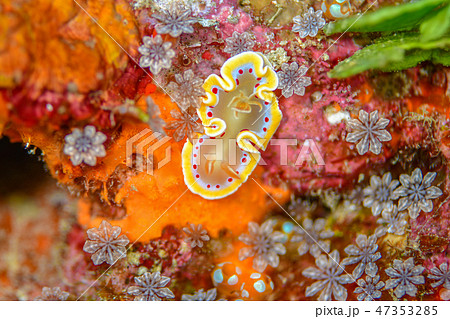 アカテンイロウミウシ アカテンイロウミウシ 47353285