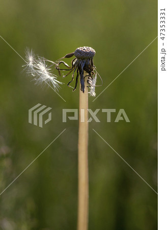 Fluffy dandelion, close-up 47353331