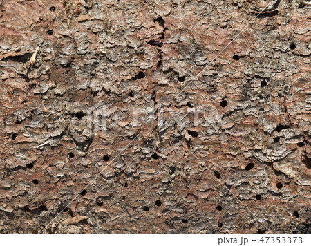 Holes in the wood Holes in the wood 47353373