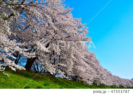 桜景　淀川河川公園 47353787