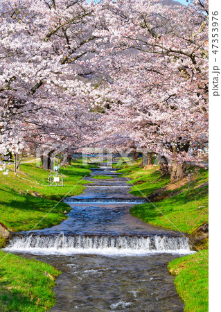 桜景　観音寺川 47353976