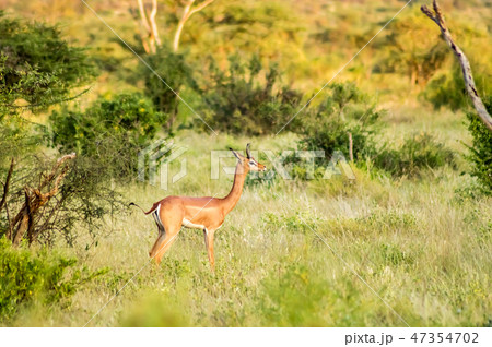 Giraffe antelope in the savannah of Samburu Park Giraffe antelope in the savannah of Samburu Park 47354702