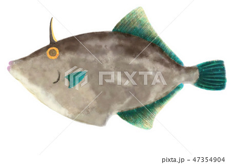 カワハギ 47354904