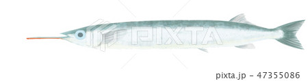 サヨリ 47355086