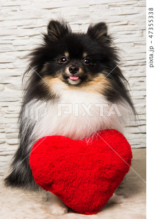 Pomeranian Spitz dog puppy with red heart Pomeranian Spitz dog puppy with red heart 47355338