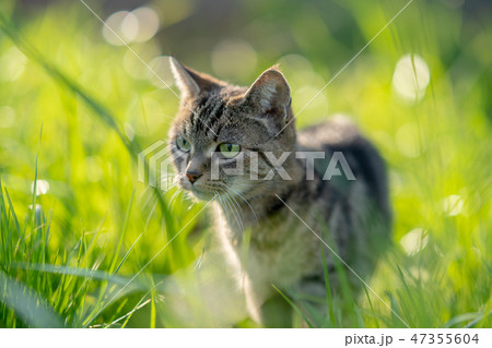 猫散歩16 47355604
