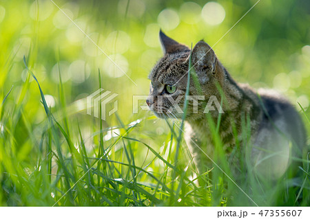 猫散歩19 47355607