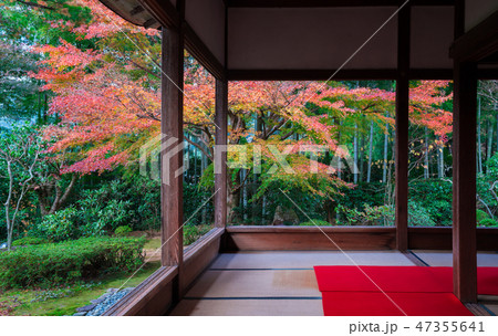 京都　宝泉院の紅葉　　　　 47355641
